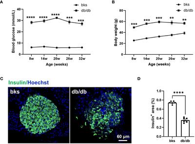 Characterization of sensory and motor dysfunction and morphological alterations in late stages of type 2 diabetic mice